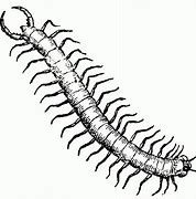 Image result for House Centipede