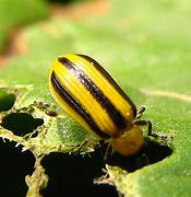 Image result for "striped-cucumber-beetle"