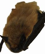 Image result for Michigan Bats