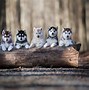 Image result for Cool Dog Cat Wallpapers
