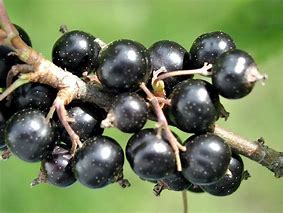 Ribes nigrum Intercontinental (r) 的图像结果