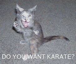 Image result for Cat Workout Meme