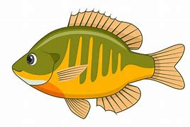 Image result for Bluegill Fish Clip Art