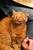 Image result for Ginger Cat with Blue Background Meme