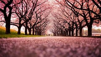 Image result for Sakura Landscape