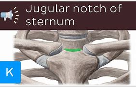 Image result for Notch in Anatomy