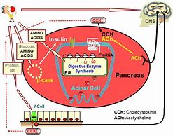 Image result for Protein-Digesting Enzyme