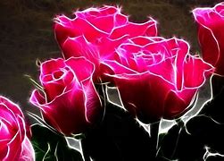 Image result for Glowing Pink Rose Field