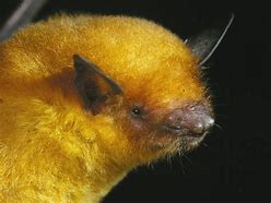 Image result for Bat with Goledn Eyes