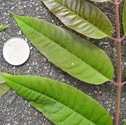 Image result for Chinese Toona
