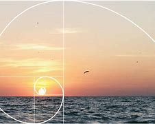 Image result for Golden Ratio in Nature Beautiful