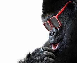 Image result for Gorilla Glasses