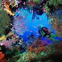 Image result for Scuba Diving Wallpaper
