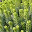 Image result for Euphorbia characias