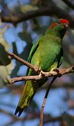 Image result for Charmosyna Loriidae