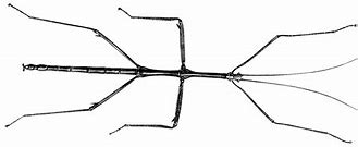 Image result for Stick Bug Clip Art