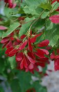 Image result for Acer tataricum HOT WINGS