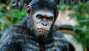 Image result for Caesar Planet of the Apes Movies