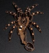 Image result for Goliath Bird Eating Spider Top-Down