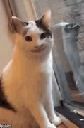 Image result for Momo Cat Meme