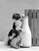 Image result for Got Milk Cat