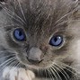 Image result for Purple Cat Cutw