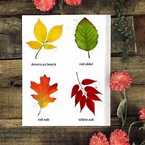 Image result for Autumn FlashCards