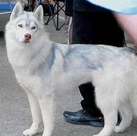 Image result for Rare Huskies
