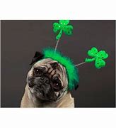 Image result for Good Luck Pug