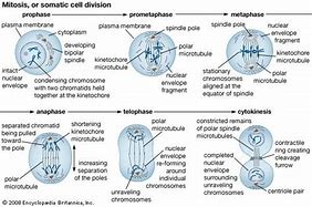 Image result for Cellular Biology Difficulty