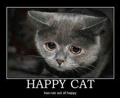 Image result for Happi Cat Meme