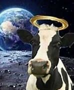 Image result for Funny Holy Cow Meme