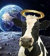 Image result for Gholy Cow Meme