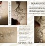 Image result for 5S Tool Shadow Boards
