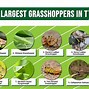 Image result for Largest Grasshopper in USA