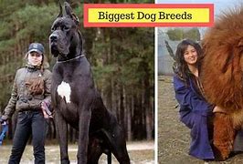 Image result for The Biggest Dog Breed