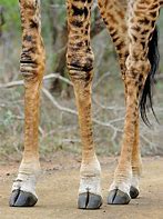 Image result for Giraffe Feet