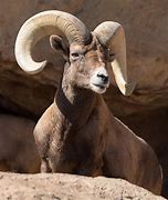 Image result for arizona desert animals