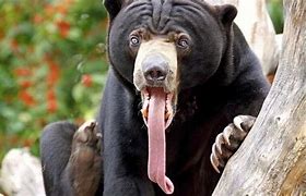 Image result for Animals Making Funny Faces