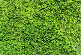Image result for Green Moss Wall Texture