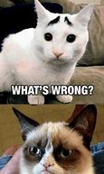 Image result for Complaining Cat Meme
