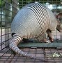 Image result for Pet Armadillo