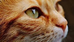 Image result for A Cat's Brain