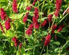 Persicaria amplexicaulis Fat Domino 的图像结果