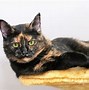Image result for Black Cat Coloring