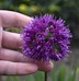 Image result for Allium Lavender Bubbles