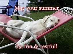 Image result for Funny Summer Dog Meme