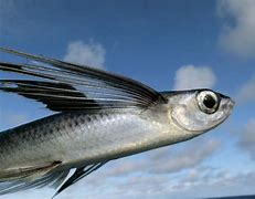 Image result for Flying Fish Facts