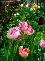 Image result for Tulipa Apricot Parrot