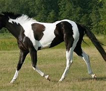Image result for Black White Paint Horse